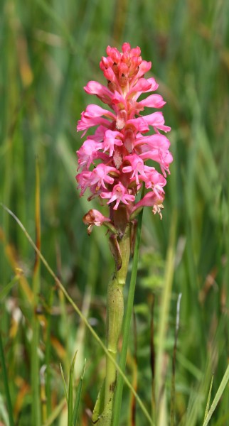 Satyrium hallackii subsp. ocellatum 2016 01 18 0346