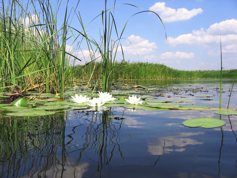 Savala River. Novokhopyorsk district of Voronezh region. Lilies.