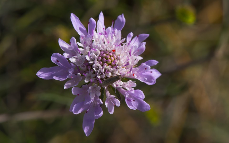Scabiosa atropurpurea, flower, Sète 01