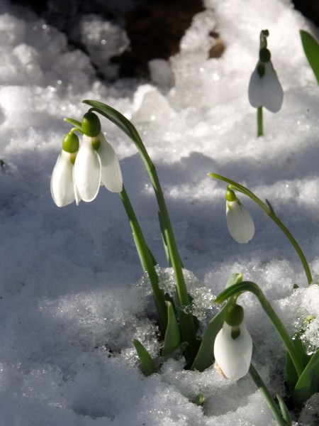 SchneegloeckchenIm Schnee flowers on the snow