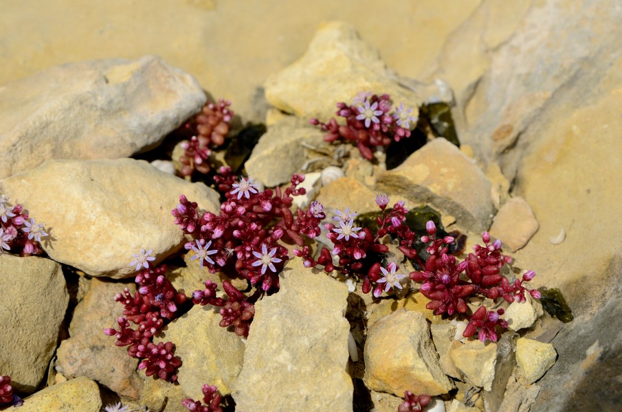 Sedum caeruleum 2