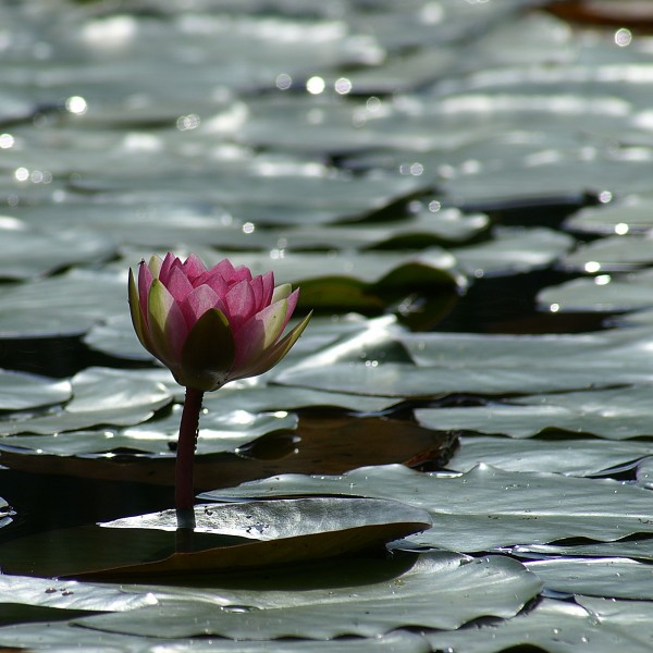 SeeroseNymphaea3