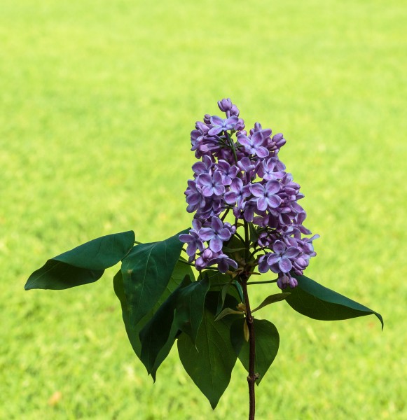 Sering (Syringa) d.j.b 01