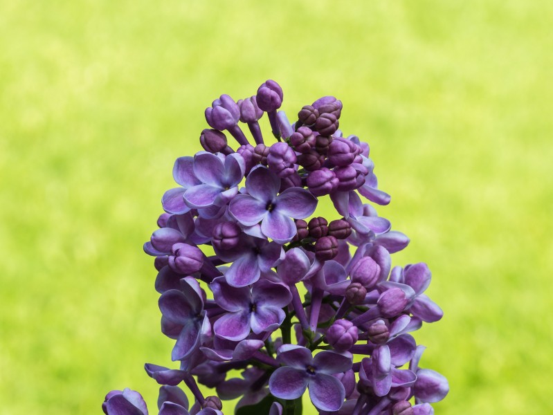 Sering (Syringa) d.j.b 02