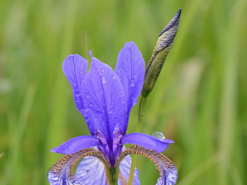 Sibirische Schwertlilie, Iris sibirica 05