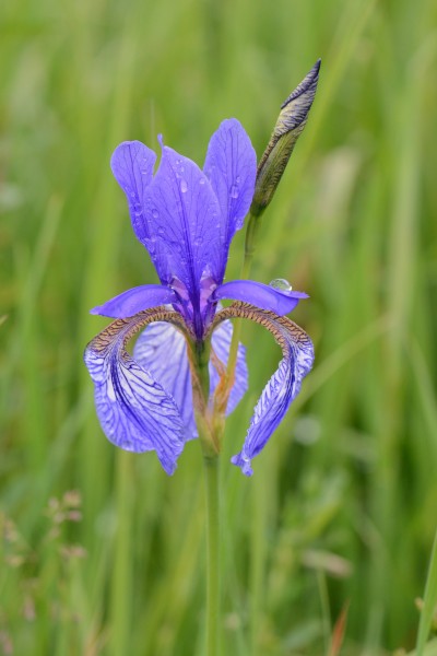 Sibirische Schwertlilie, Iris sibirica 06