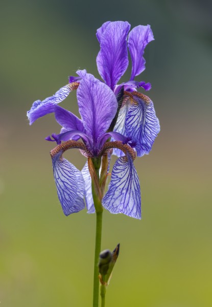 Sibirische Schwertlilie (Iris sibirica) im Eriskircher Ried (NSG-Nummer 4.020) am Bodensee