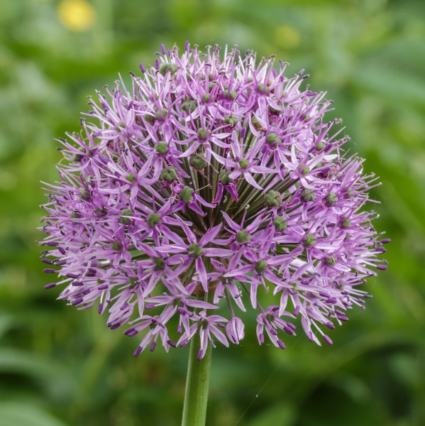 Sierui (Allium). Locatie, Tuinreservaat Jonkervallei 01