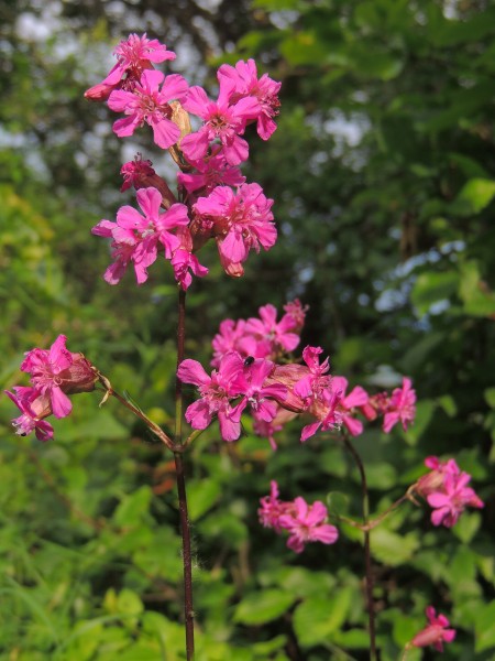 Silene (Lychnis) viscaria (35286274776)