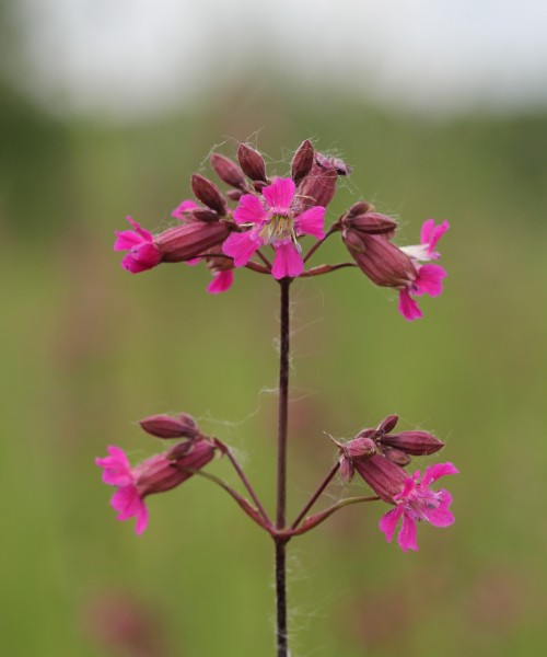 Silene viscaria 2013 G2