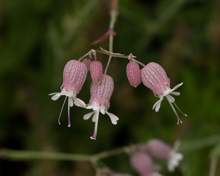 Silene vulgaris in Aspen (91171)