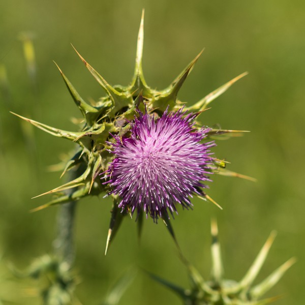 Silybum marianum at Mount Burdell Open Space Preserve