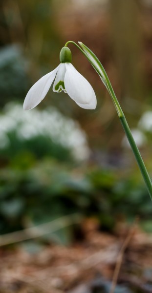 Sneeuwklokje (Galanthus nivalis). Locatie, Natuurterrein De Famberhorst 01