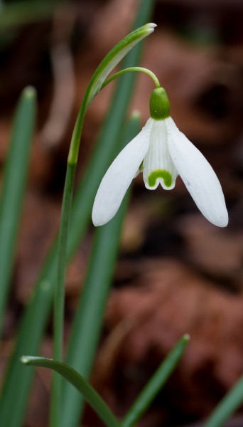 Sneeuwklokje (Galanthus nivalis). Locatie, Natuurterrein De Famberhorst 04