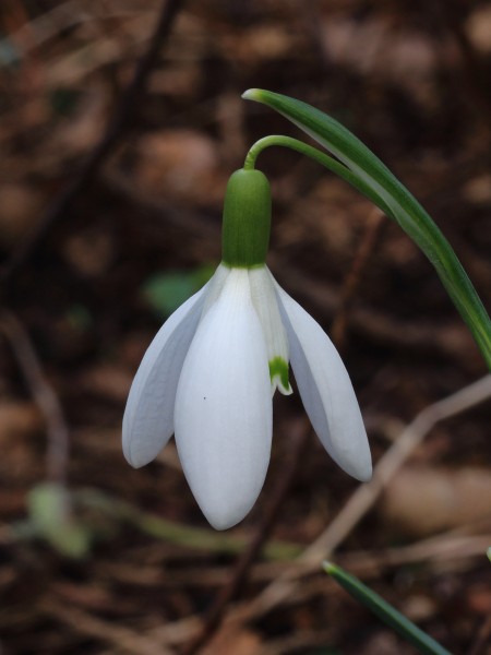 Sneeuwklokje (Galanthus nivalis) 01