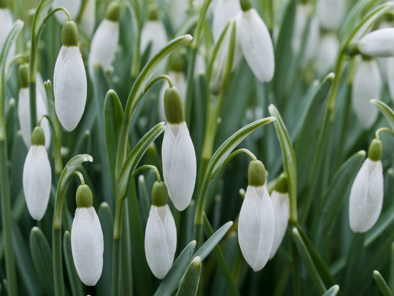 Sneeuwklokjes 1