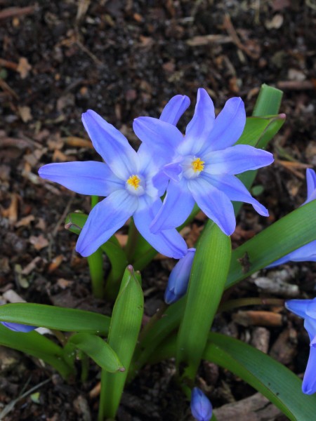 Sneeuwroem (Chionodoxa) 02