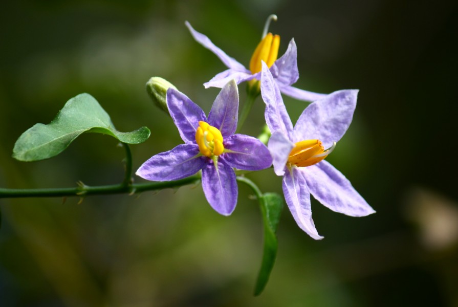 Solanum trilobatum flowers