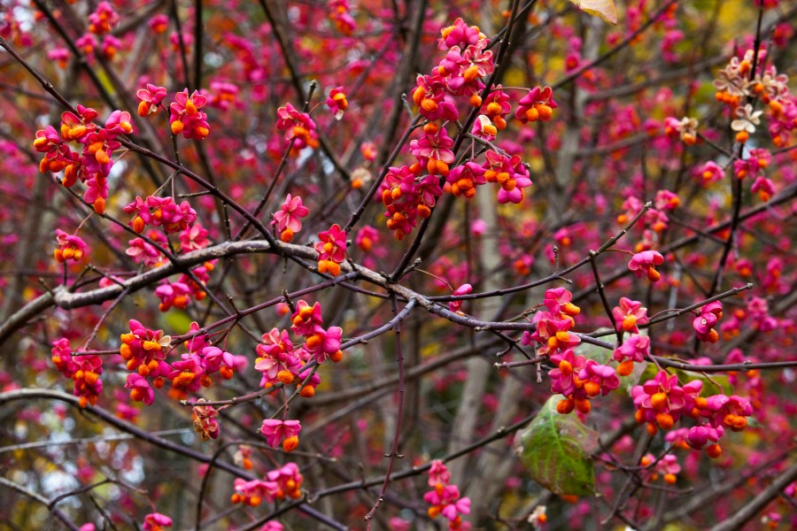 some bush (a tree?) blossoming in October 2013