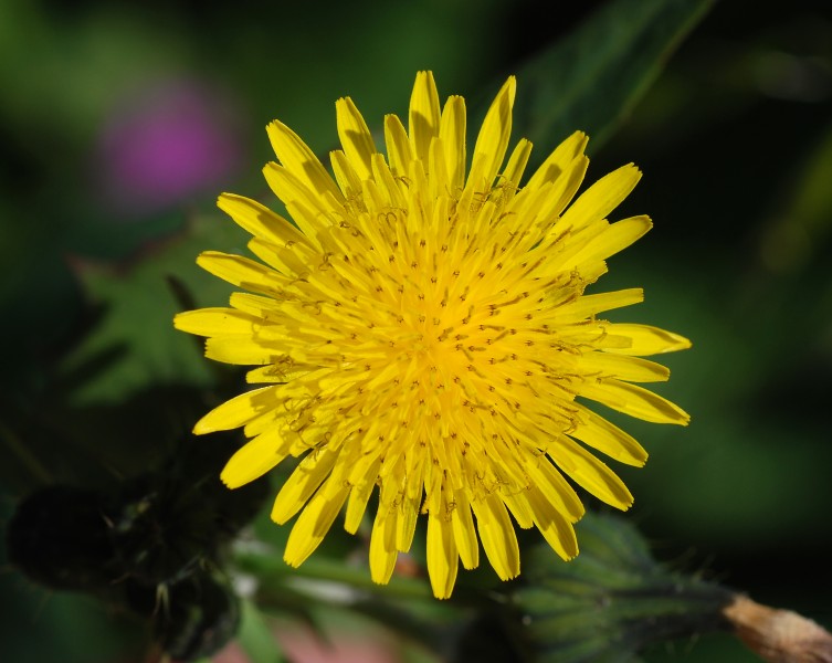 Sonchus February 2008-2