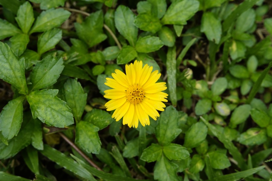 Sphagneticola calendulacea 3512