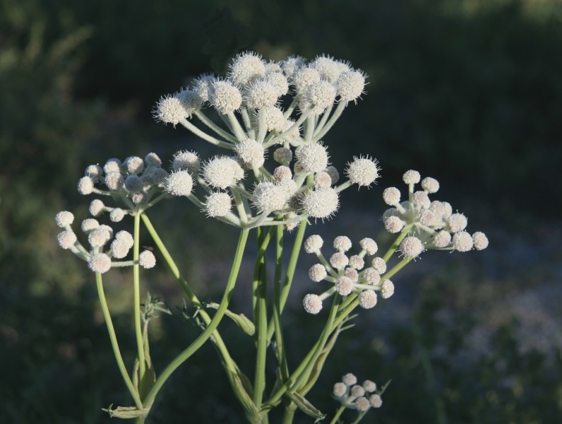Sphenosciadium capitellatum rangers buttons