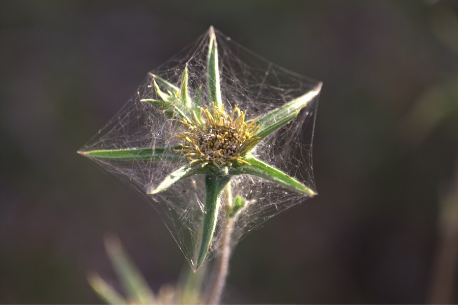 Spider Web Covered with Flower