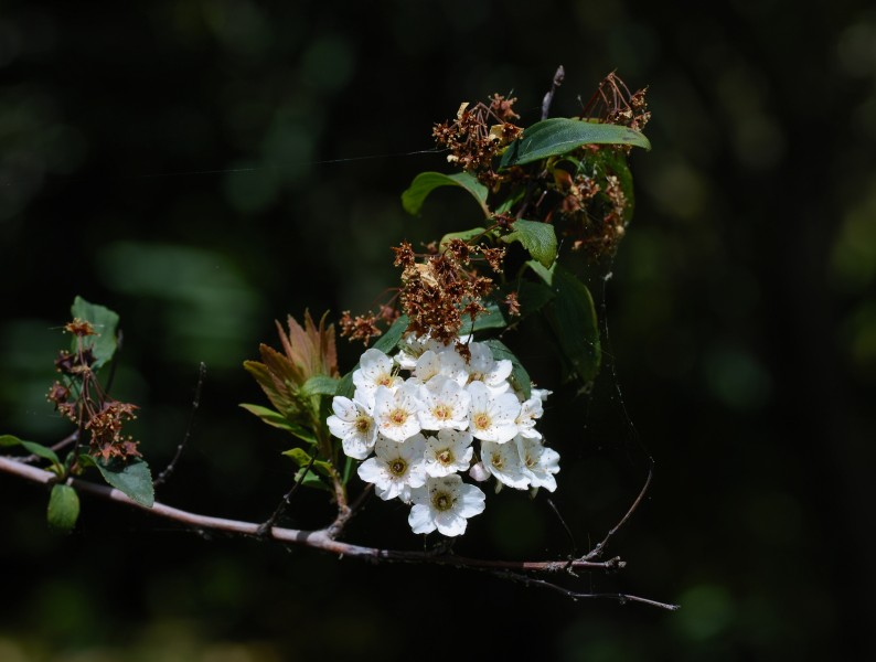 Spiraea May 2013-3