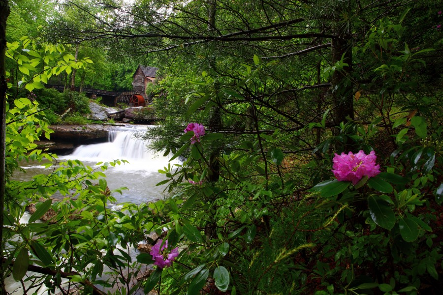 Spring-wv-gristmill-waterfalls-forest - Virginia - ForestWander