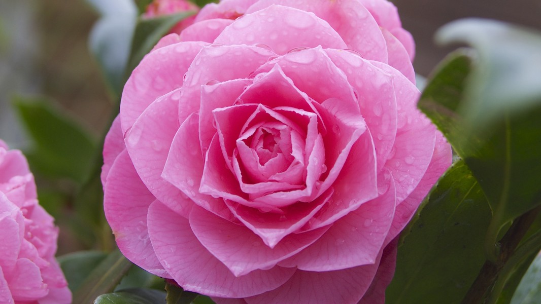 Spring ( pfffft what a joke! ) flowers in my garden! (8583128680)