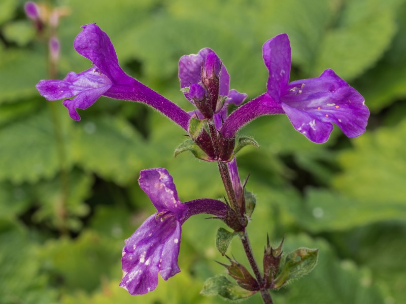 Stachys grandiflora 'Superba' (actm)