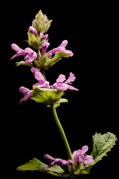 Stachys officinalis20170624 8072