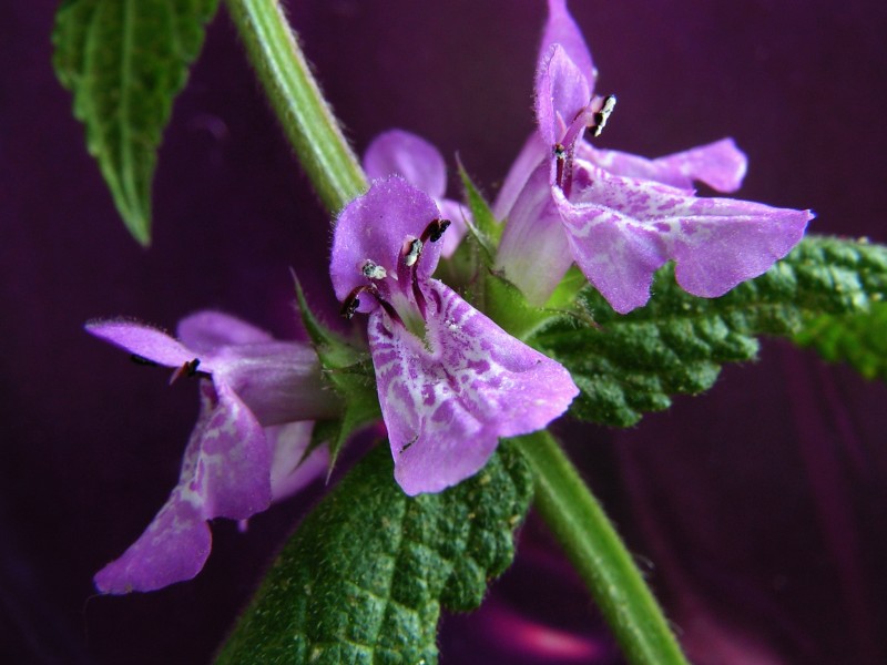 Stachys palustris20110630 07