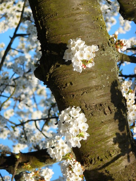 Stamm einer Kirsche mit Blüten