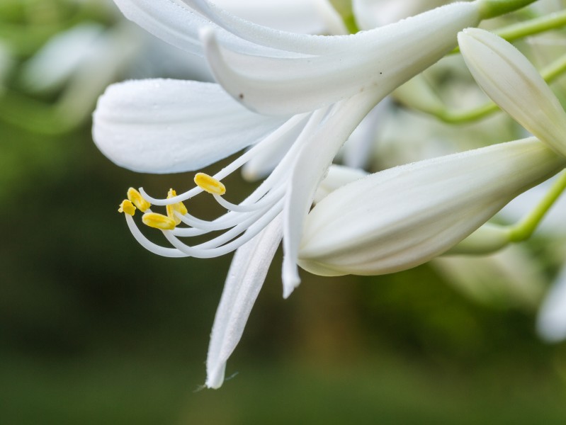 Stamper en meeldraden van een witte Agapanthus (d.j.b.)