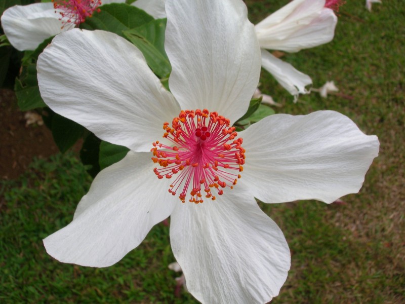 Starr 060826-8653 Hibiscus waimeae