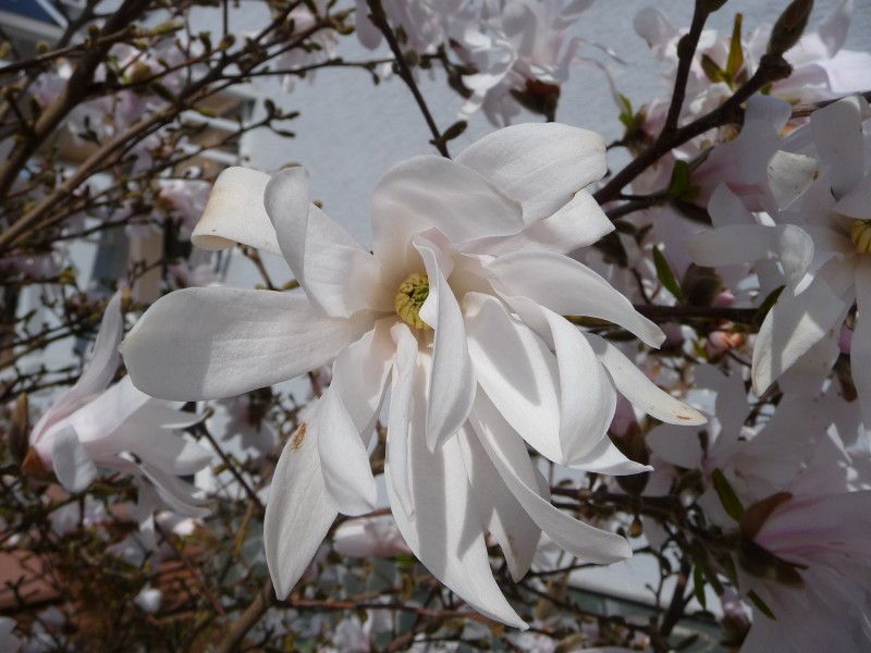 Stern-Magnolie