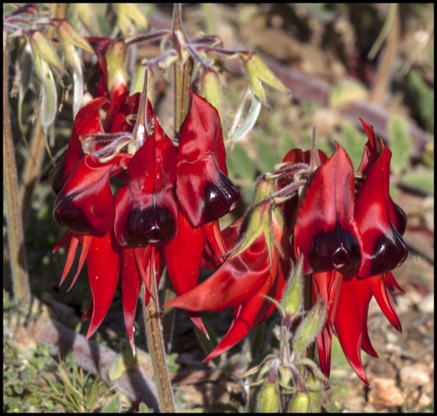 Sturt Desert Pea at White Cliffs-1 (21496581851)