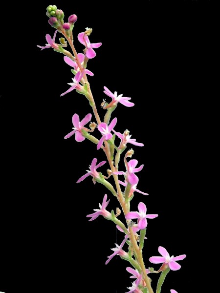 Stylidium graminifolium Inflorescence 2