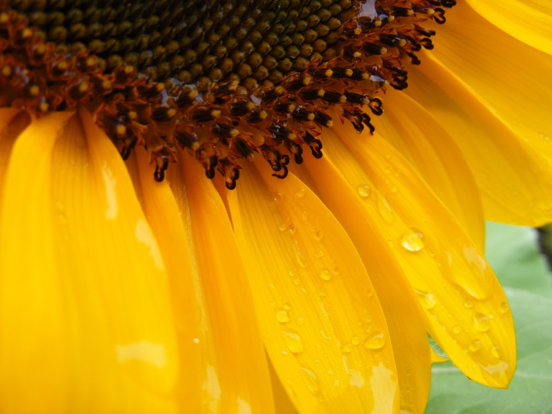 Sunflower After Rain