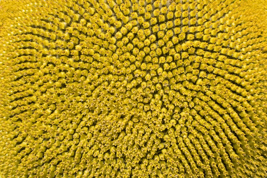 Sunflower head (Helianthus annuus) Hungary Felsotold