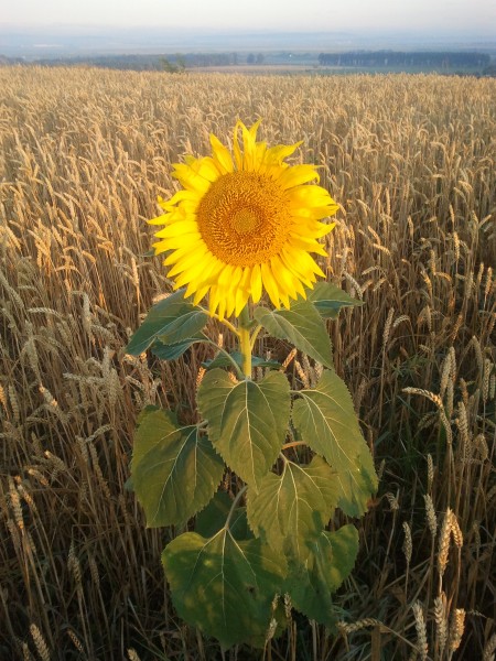 Sunflowersagnaneamt