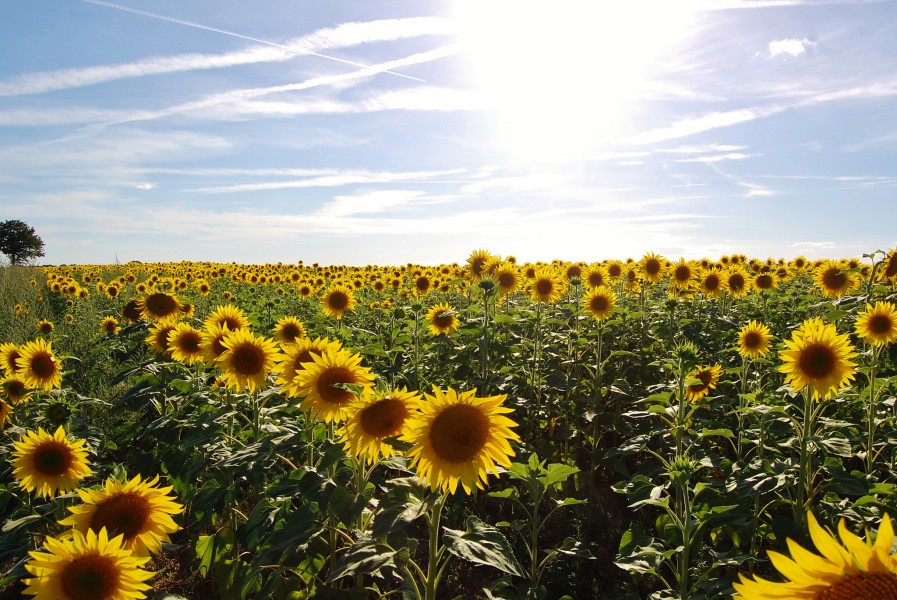 SunflowerSunset