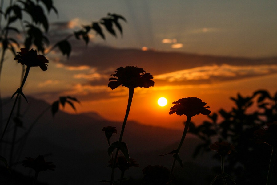 Sunset and the Flowers