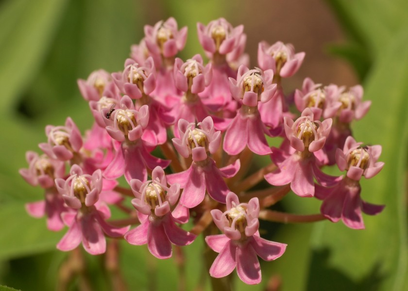 Swamp Milkweed Asclepias incarnata Flowers Closeup 2800px