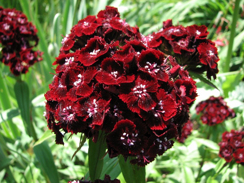 Sweet William Dianthus barbatus 'Heart Attack' Closeup 2816px