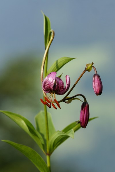 Türkenbund Lilie, Lilium martagon 2