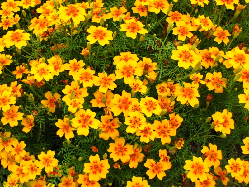 Tagetes tenuifolia (cultivar) 03