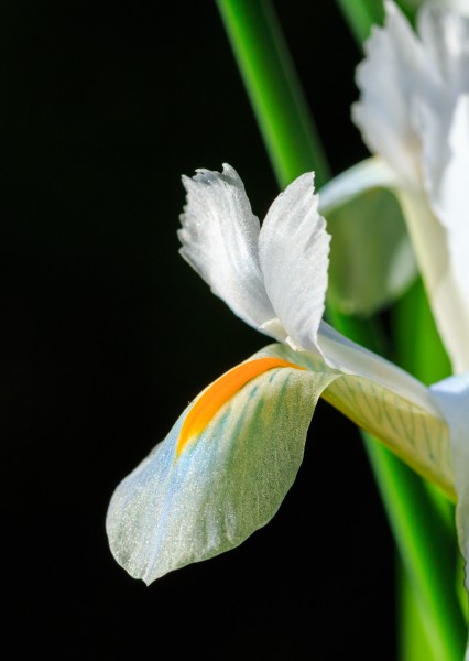 Tere bloem van Iris reticulata 'Natascha'. Locatie. Tuinreservaat Jonkervallei 01