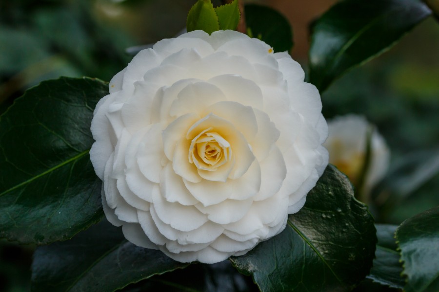 Tere schoonheid van de Camellia × williamsii 'Jury's Yellow' bloem. Locatie, Tuinreservaat Jonker vallei 01